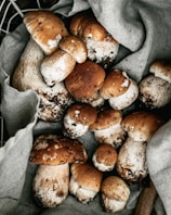 brown and white mushrooms on gray tree branch