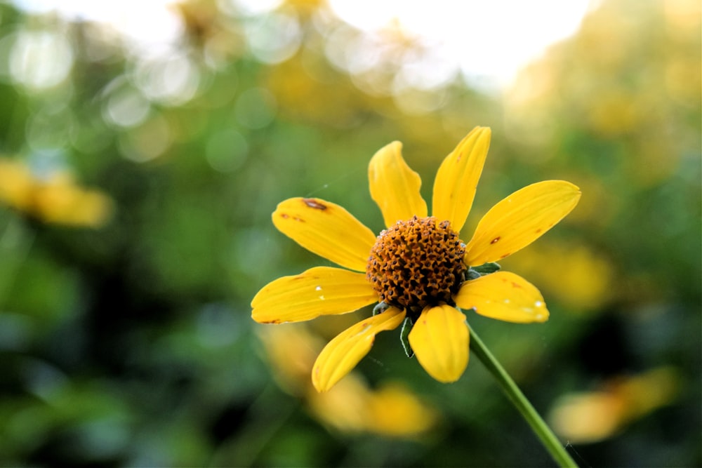 yellow flower in tilt shift lens