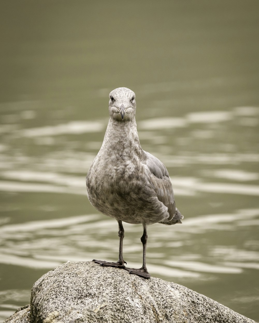 brown bird on brown rock near body of water during daytime