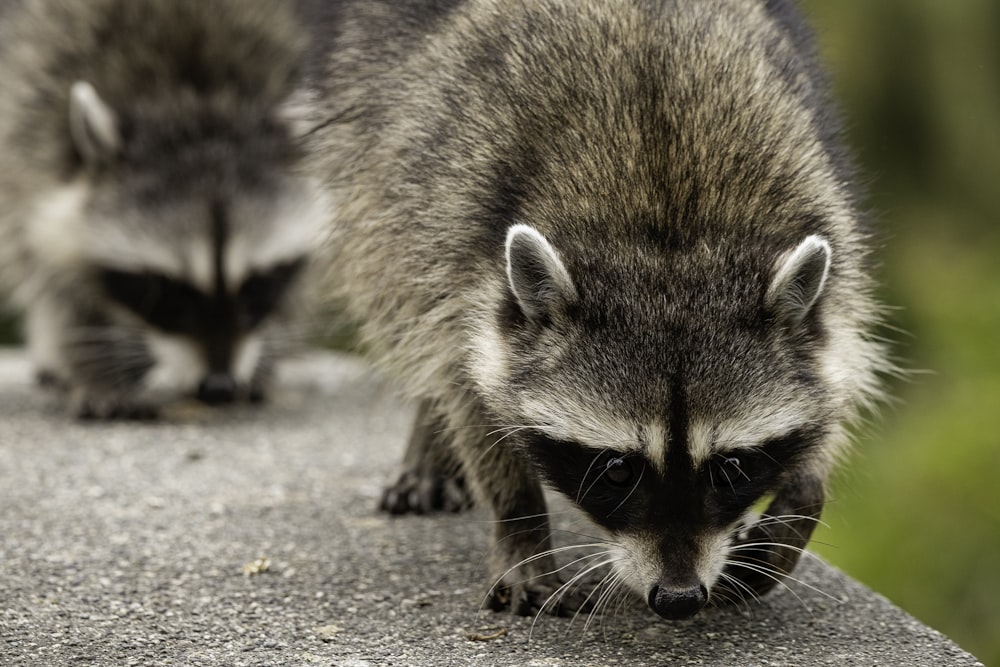 brown and white animal on gray concrete road