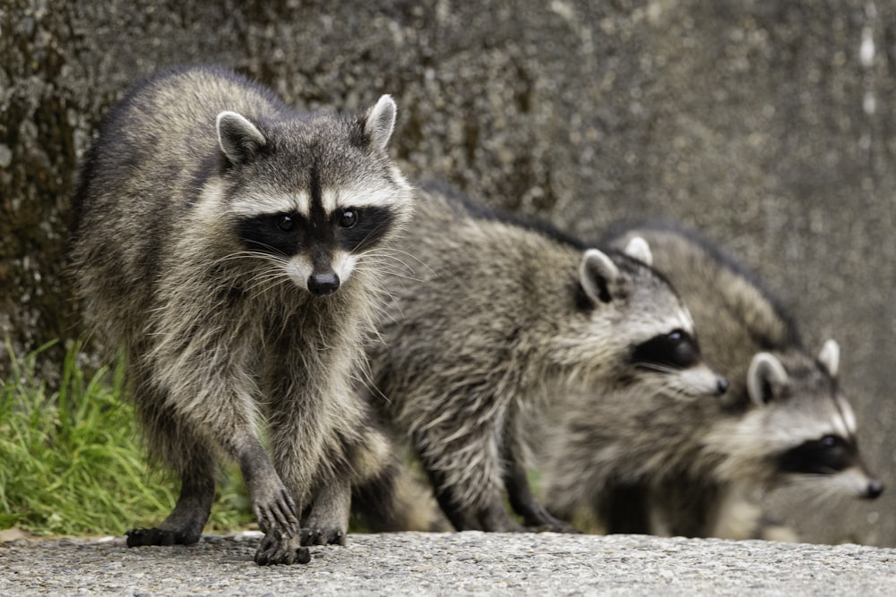 Raccoons Pictures | Download Free Images on Unsplash