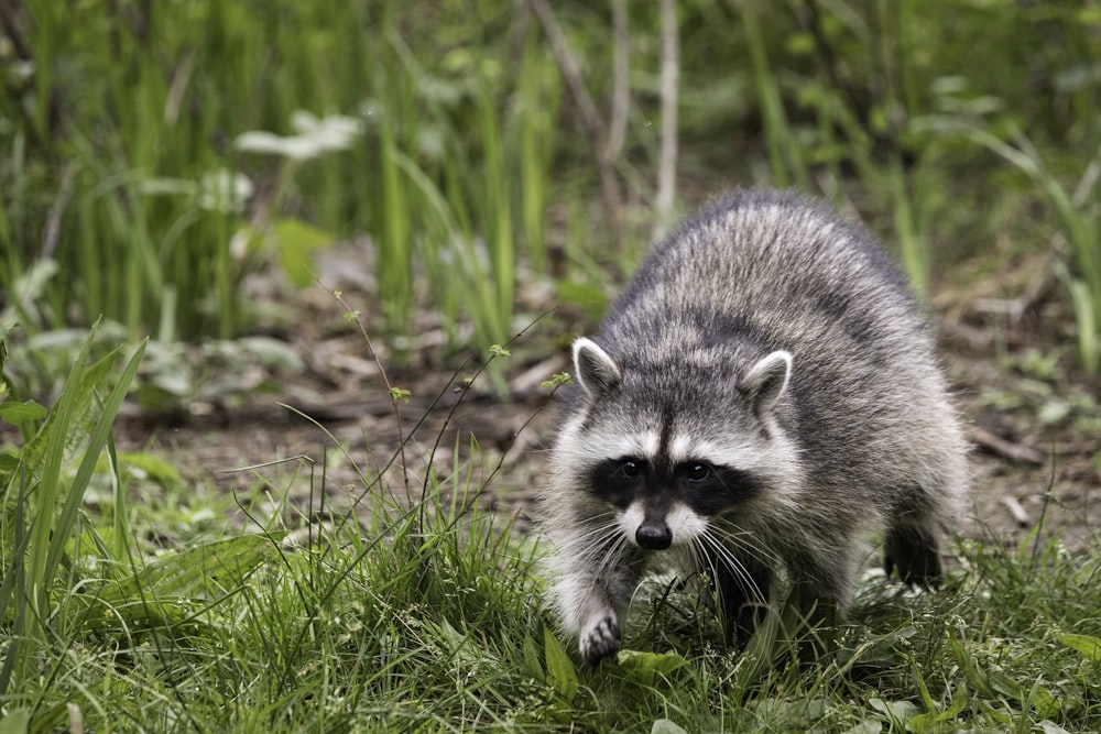 white and gray animal on green grass during daytime