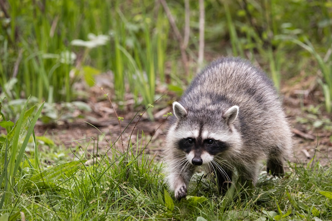  white and gray animal on green grass during daytime raccoon