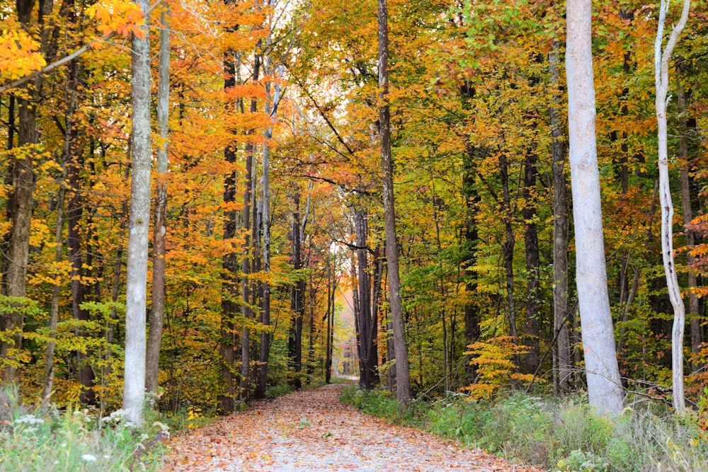 a dirt road in the middle of a forest