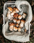 A basket filled with a variety of organic mushrooms from Froza farm.