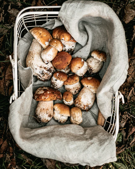 A rustic wooden basket overflowing with fresh mushrooms, mushroom powder jars, and vibrant mushroom pickles.