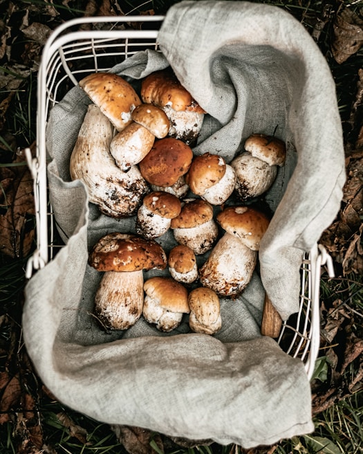 A rustic wooden basket filled with freshly foraged mushrooms and herbs
