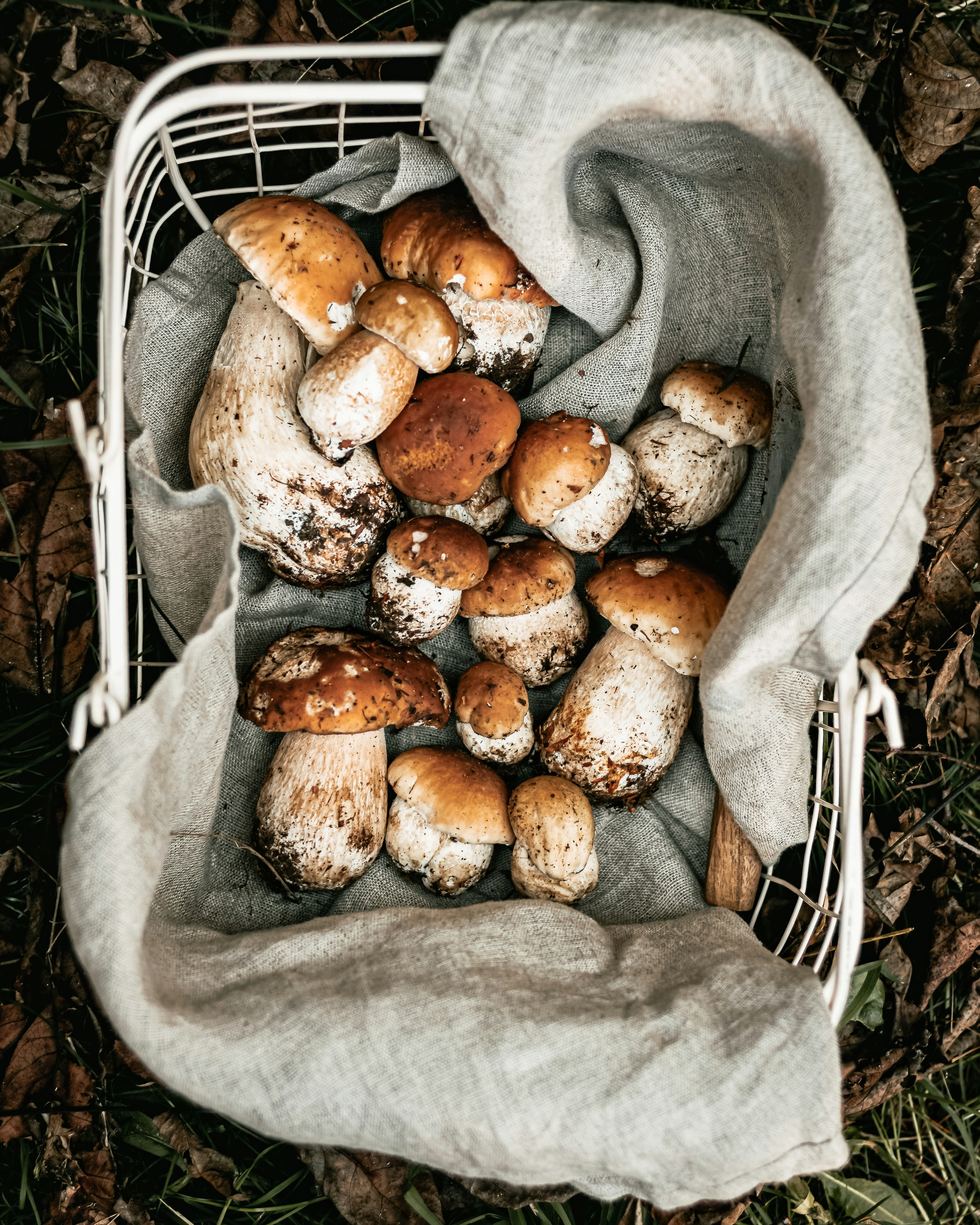 brown mushrooms on gray textile