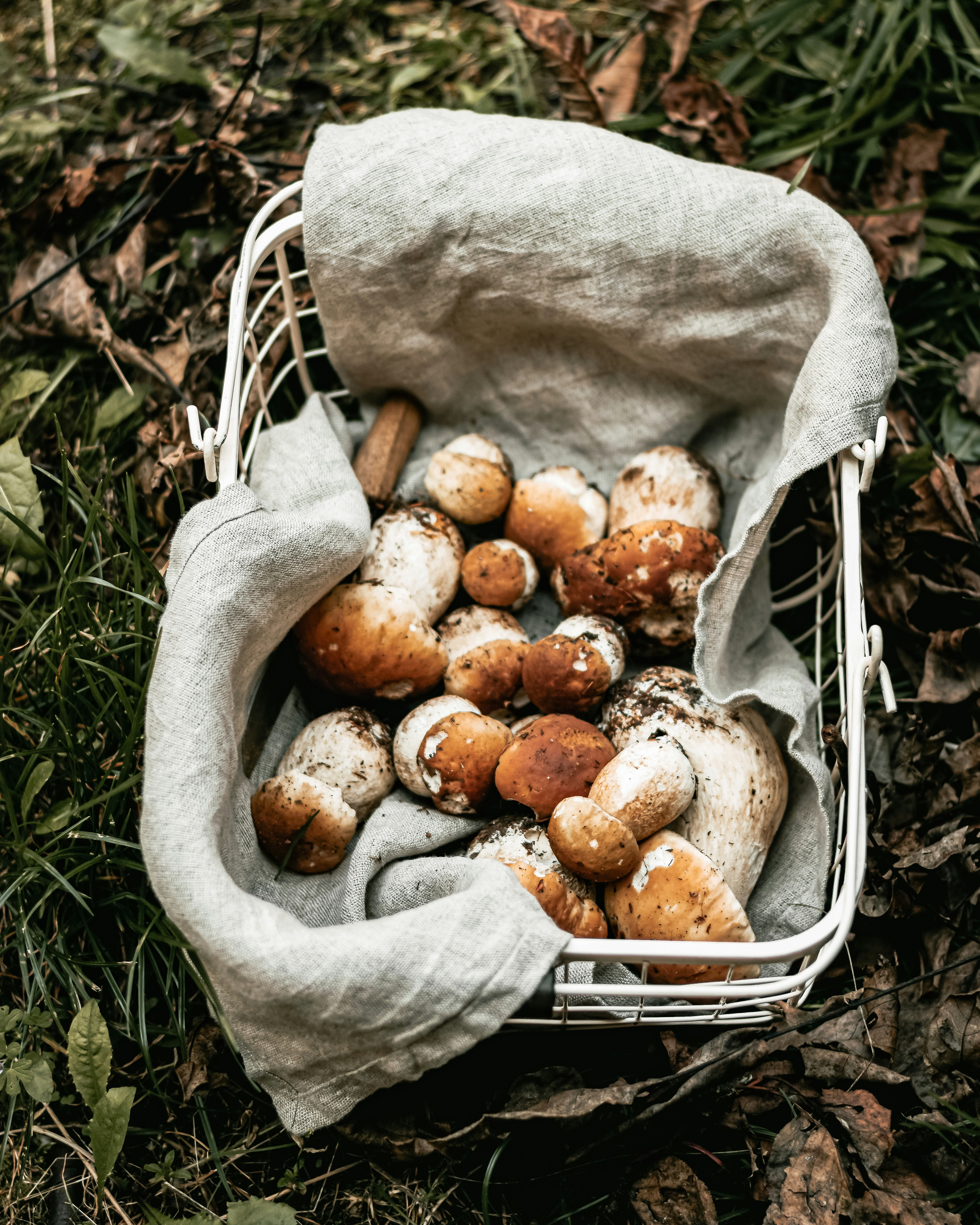 brown round fruits in gray textile on green grass during daytime