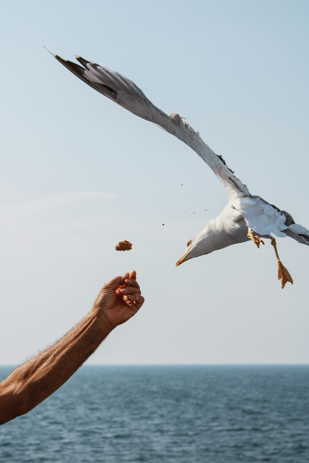 white bird flying over the sea during daytime