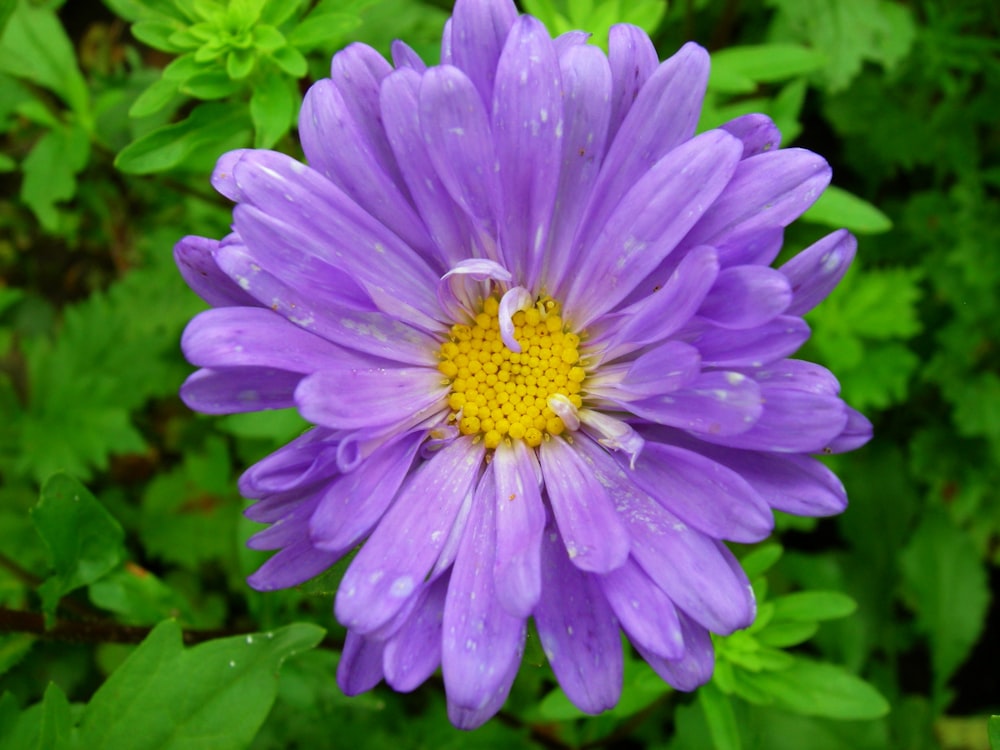 purple flower in macro shot