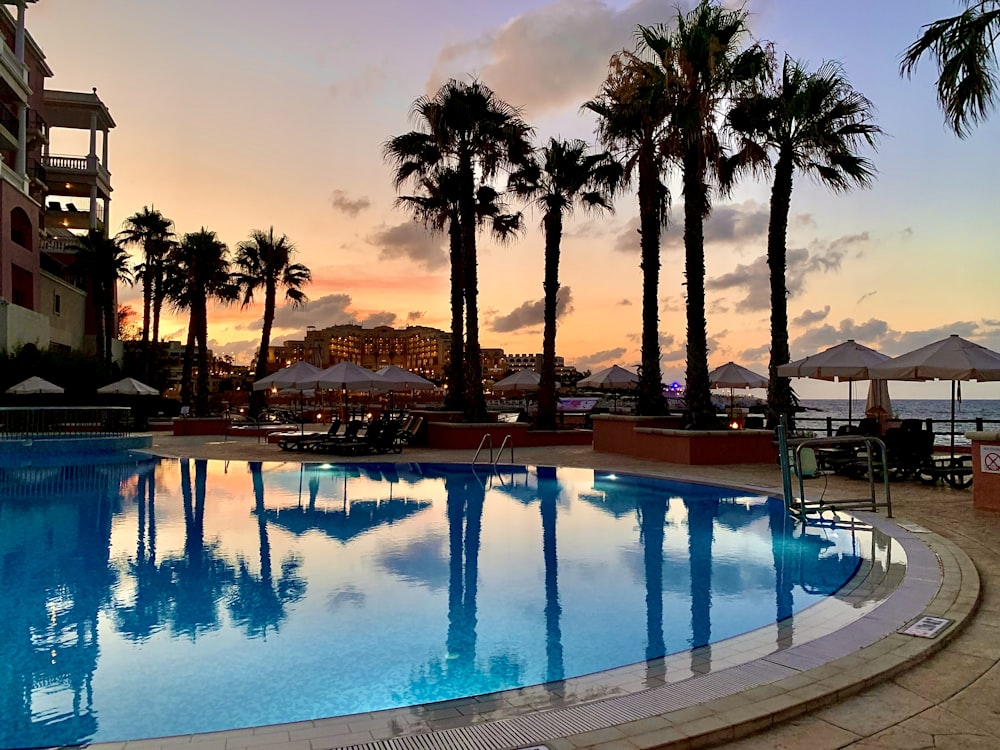 swimming pool near palm trees during daytime