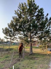 Veterinarian examining a large horse in a countryside farm setting