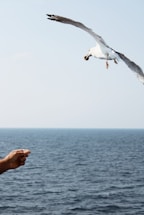 A person reaching out their hand gently towards a soaring Andean condor in a blue sky