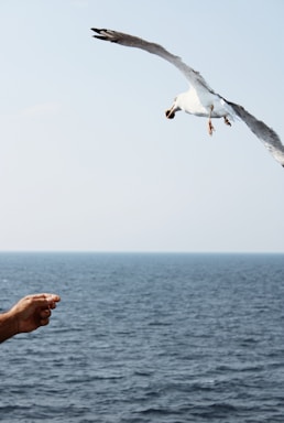 A person reaching out their hand gently towards a soaring Andean condor in a blue sky