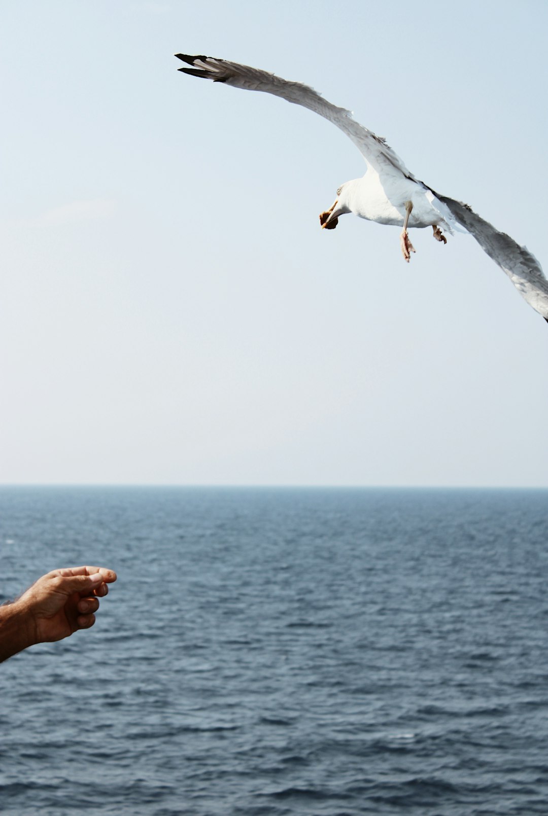 white and gray bird flying over the sea during daytime