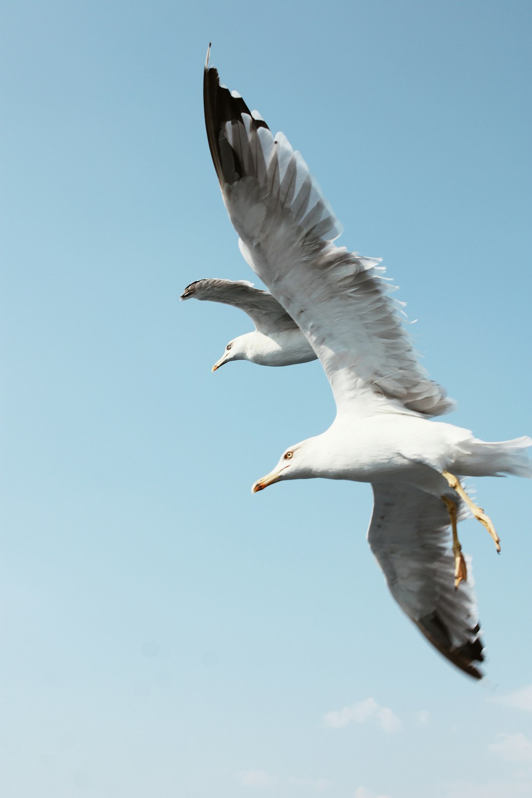 white and grey bird flying during daytime