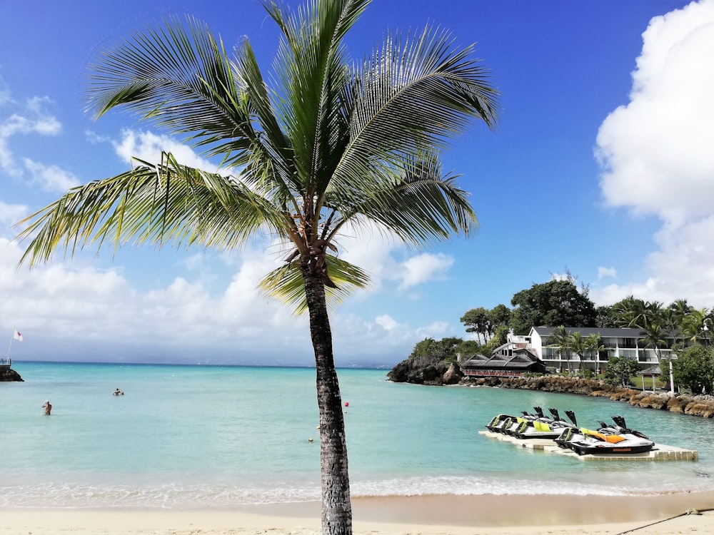 palm tree near body of water during daytime