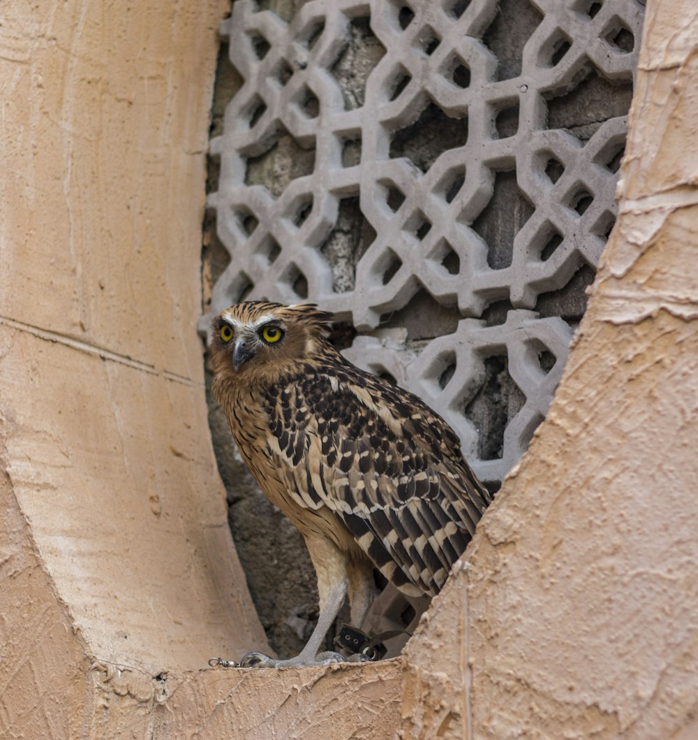 brown and black owl on brown concrete wall