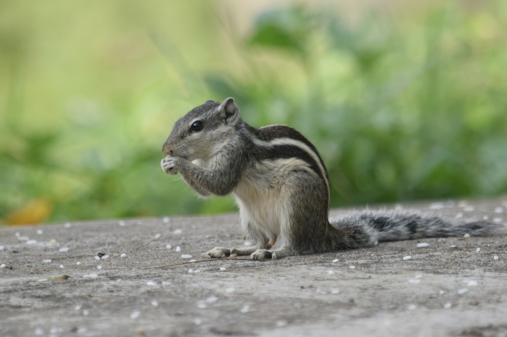 brown and white squirrel on brown wooden surface during daytime