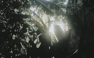 Lush green foliage fills the scene with sunlight filtering through the dense canopy of leaves, casting intricate shadows and creating a dappled light effect. The environment feels vibrant and alive with various shades of green dominating the landscape.