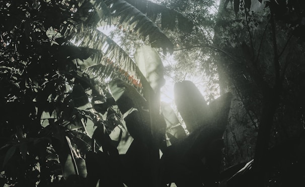 Lush green foliage fills the scene with sunlight filtering through the dense canopy of leaves, casting intricate shadows and creating a dappled light effect. The environment feels vibrant and alive with various shades of green dominating the landscape.