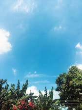 Farmers inspecting vibrant banana and coconut crops under clear skies.