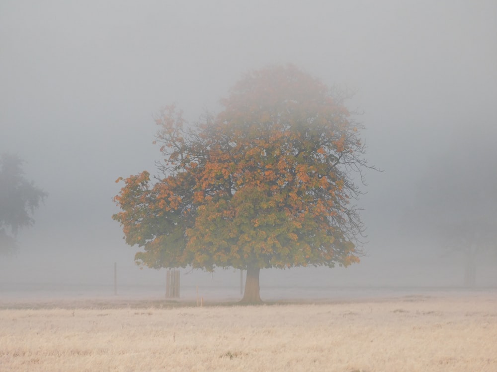 grüner und brauner Baum auf braunem Feld unter grauem Himmel