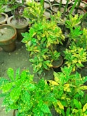 An assortment of potted aroid plants displayed on natural fiber mats outdoors.