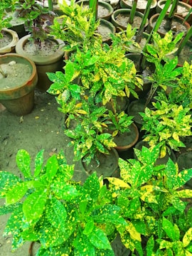 Numerous potted plants featuring vibrant green and yellow variegated leaves are arranged on the ground. The background consists of a dirt surface and additional pots, some of which contain soil and other types of plants.
