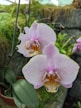 Two delicate orchids with white petals speckled with pink and purple dots are the main focus. The flowers have a vibrant yellow center, surrounded by lush green leaves in a pot. A natural stone wall provides a contrasting backdrop with hints of green moss.