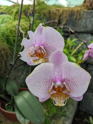 Two delicate orchids with white petals speckled with pink and purple dots are the main focus. The flowers have a vibrant yellow center, surrounded by lush green leaves in a pot. A natural stone wall provides a contrasting backdrop with hints of green moss.