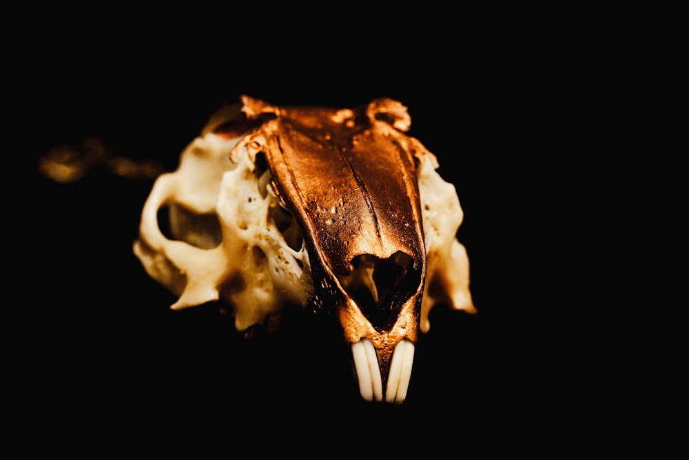 brown and white skull with black background