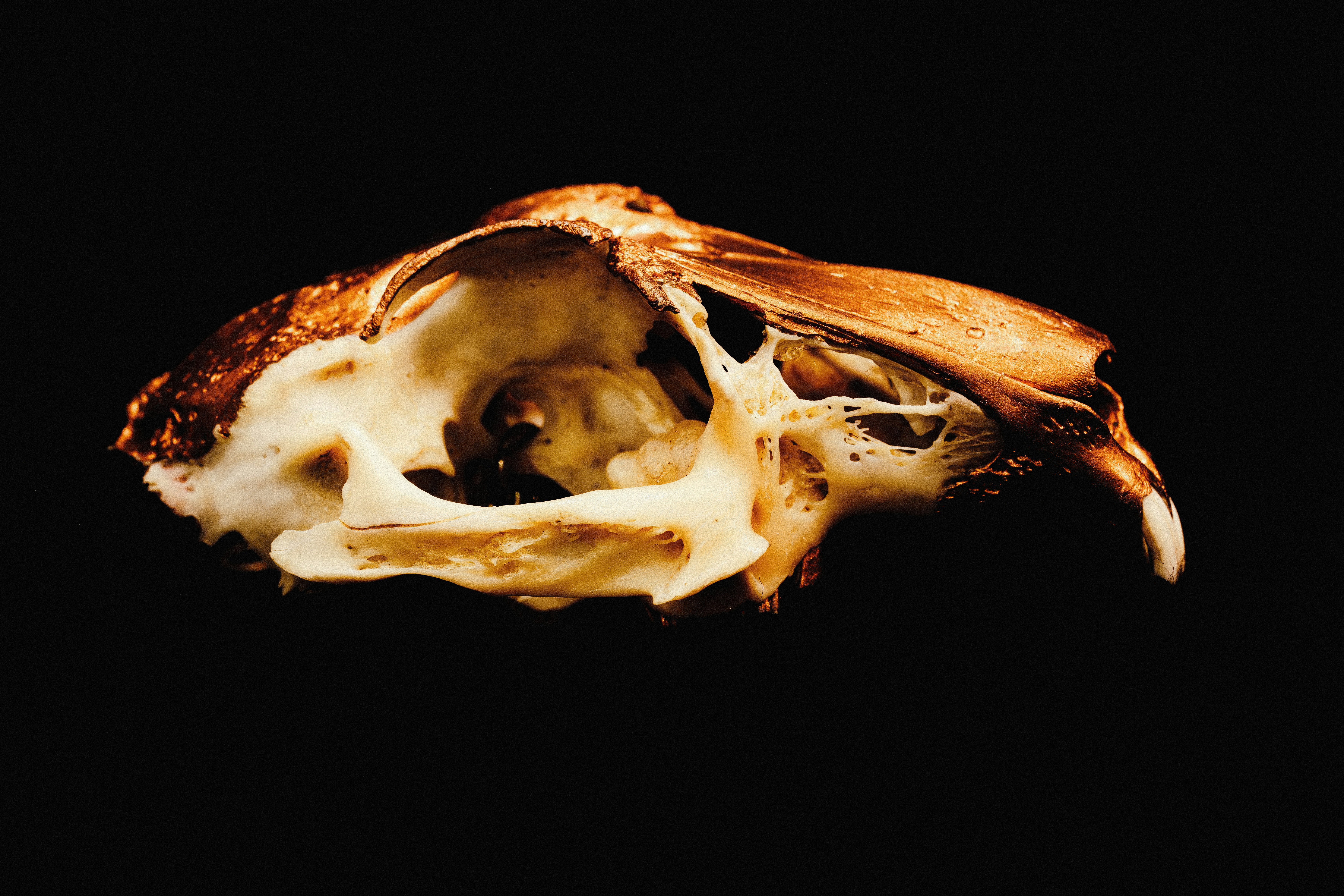 Is Bone Broth A Good Addition To A Low-Oxalate Diet?