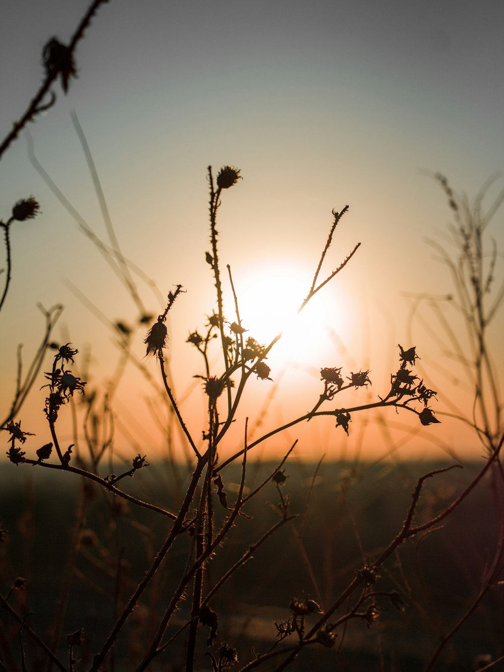 silhouette de plante au coucher du soleil