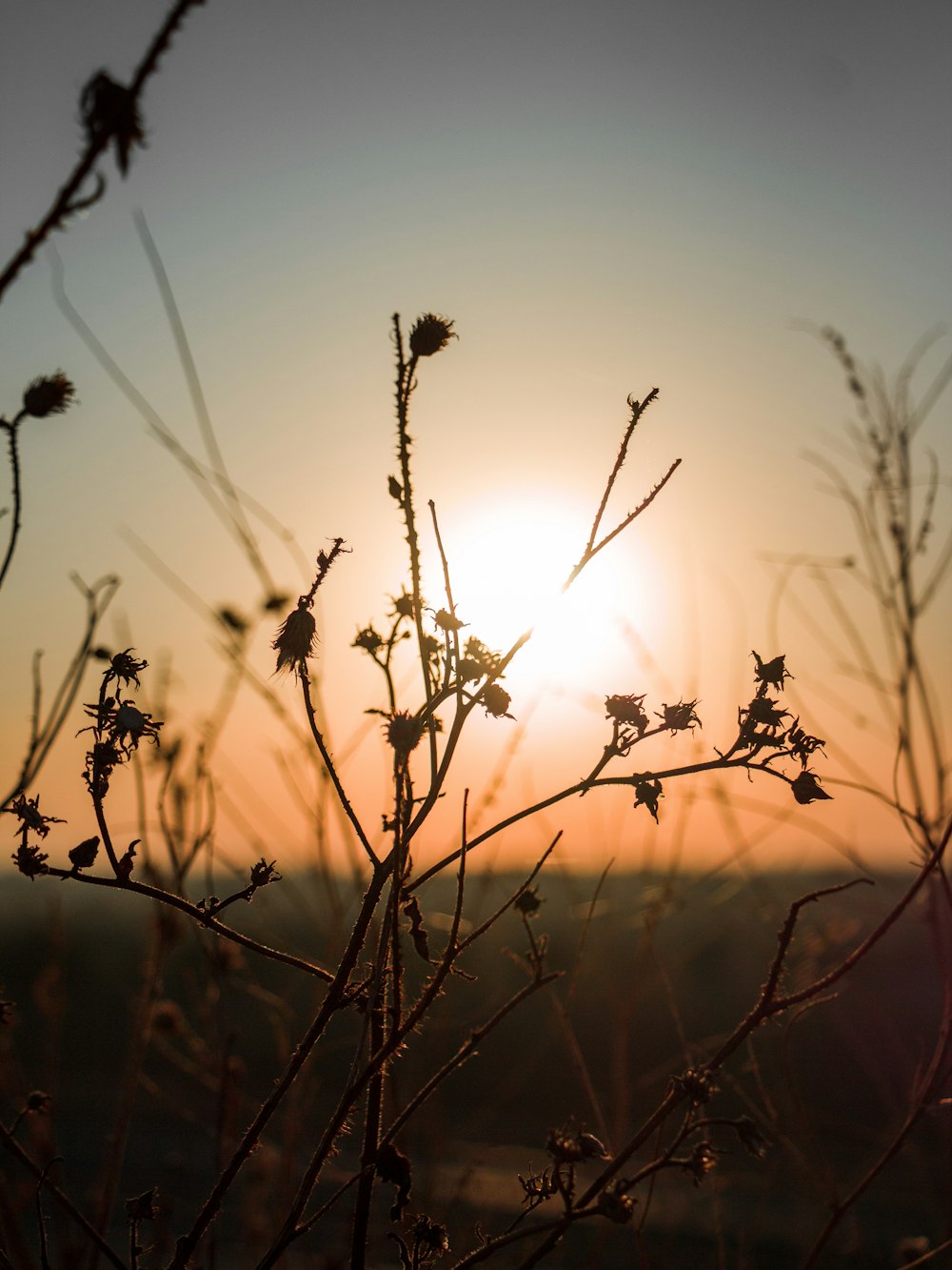 silhouette of plant during sunset