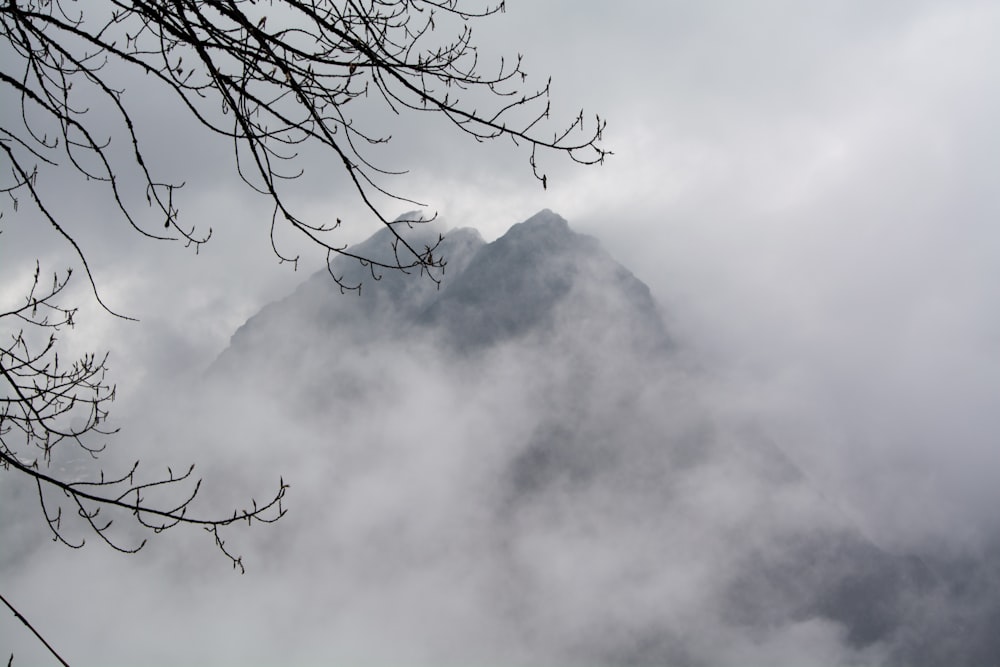 leafless tree on mountain top