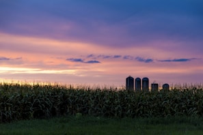 A vast field of tall corn crops stretches across the foreground under a dramatic sunset sky. Silhouetted against the vibrant hues are several tall silos, adding a structured element to the natural scene.