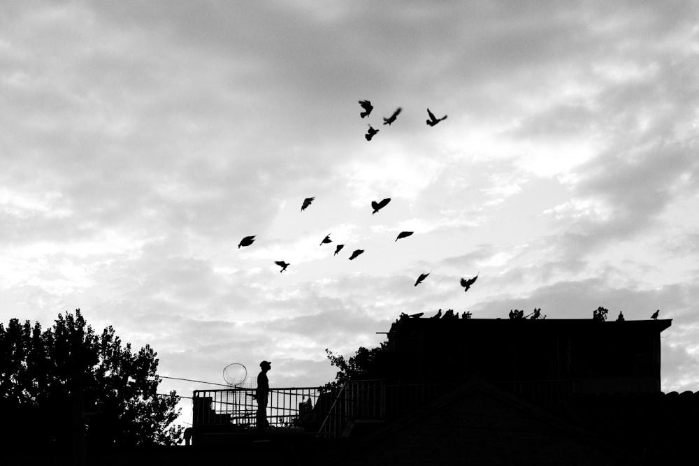 Graustufenfoto eines fliegenden Vogelschwarms