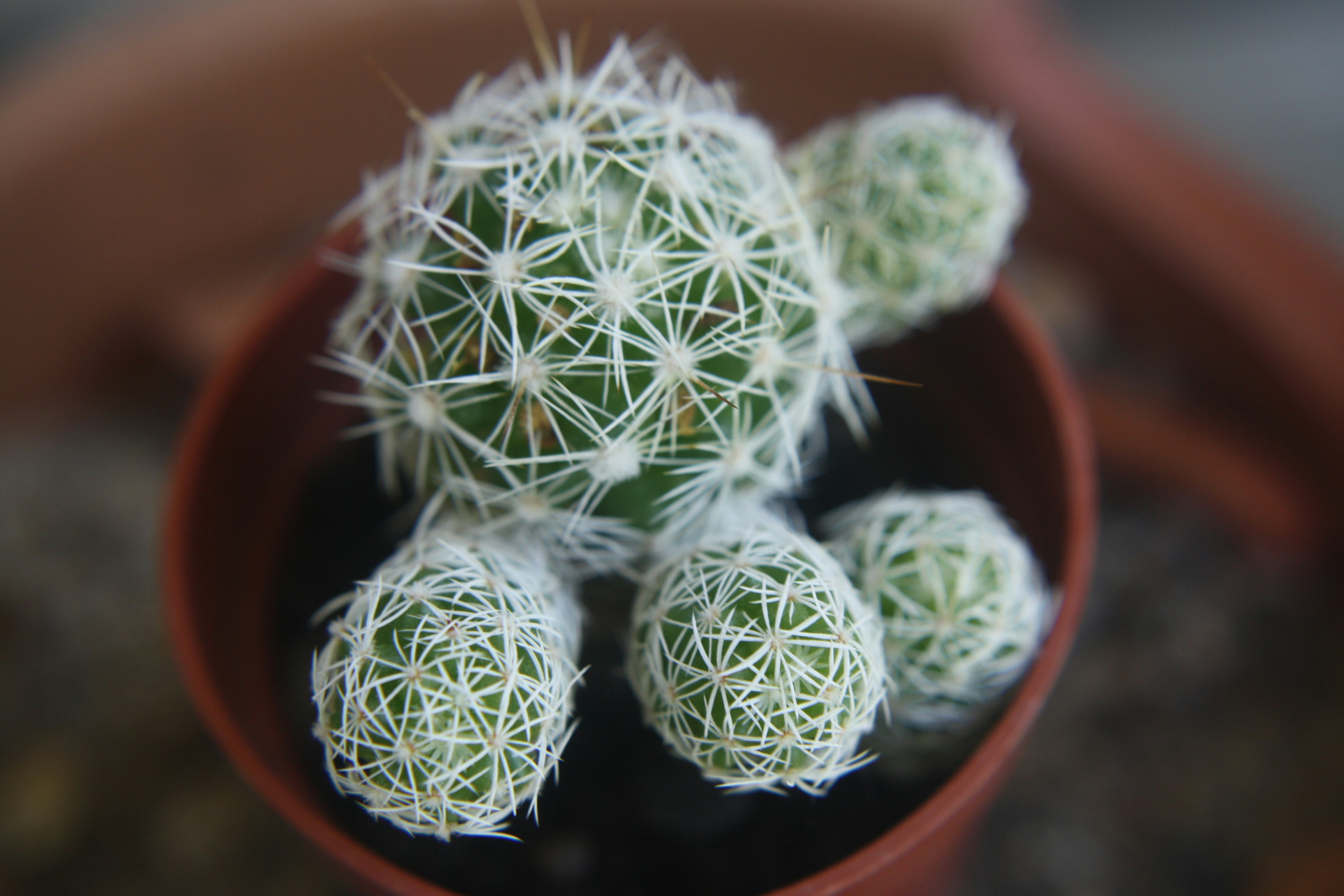 茶色の鉢植えの緑のサボテンの植物