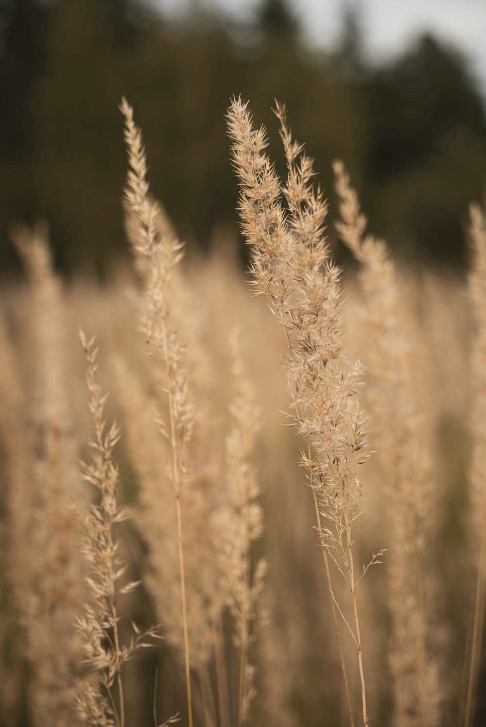 brown wheat in close up photography