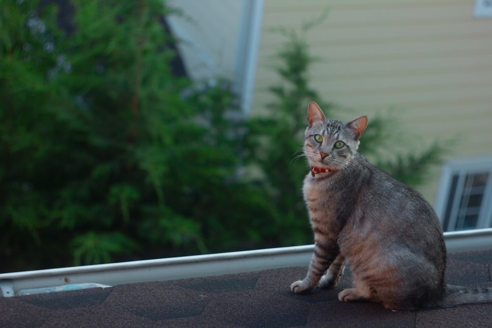 brown tabby cat on window