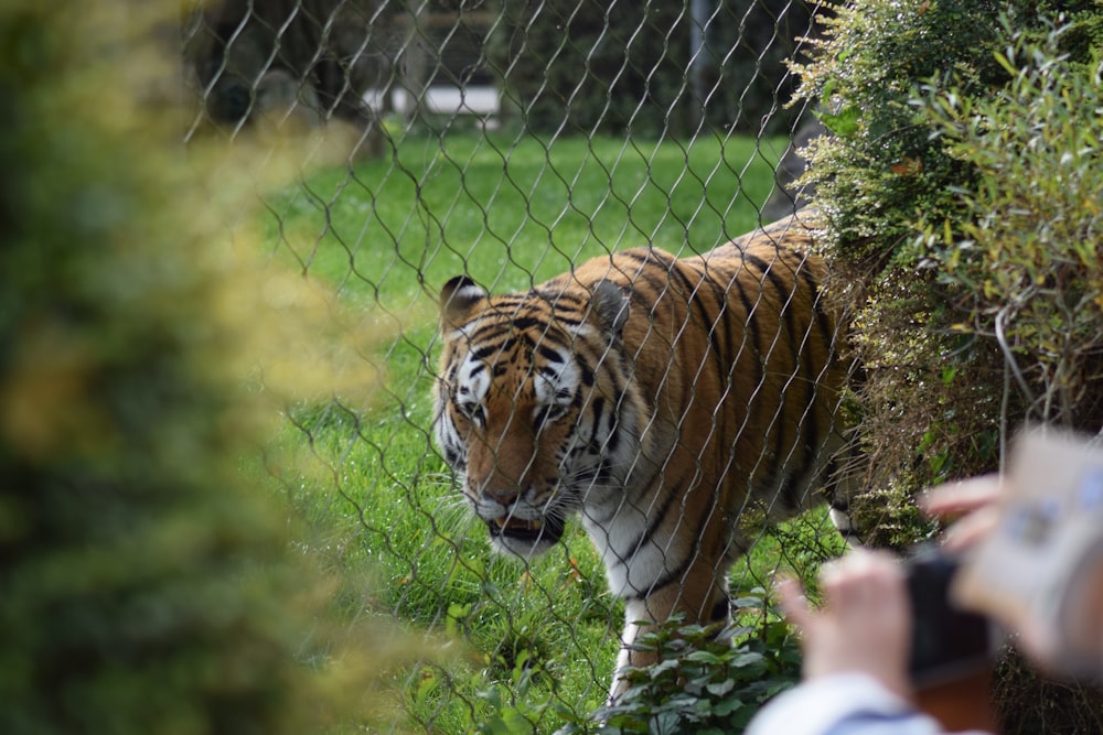 brown and black tiger walking on green grass during daytime