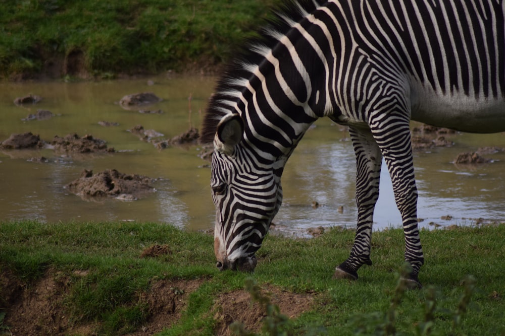 zebra drinking water on river during daytime