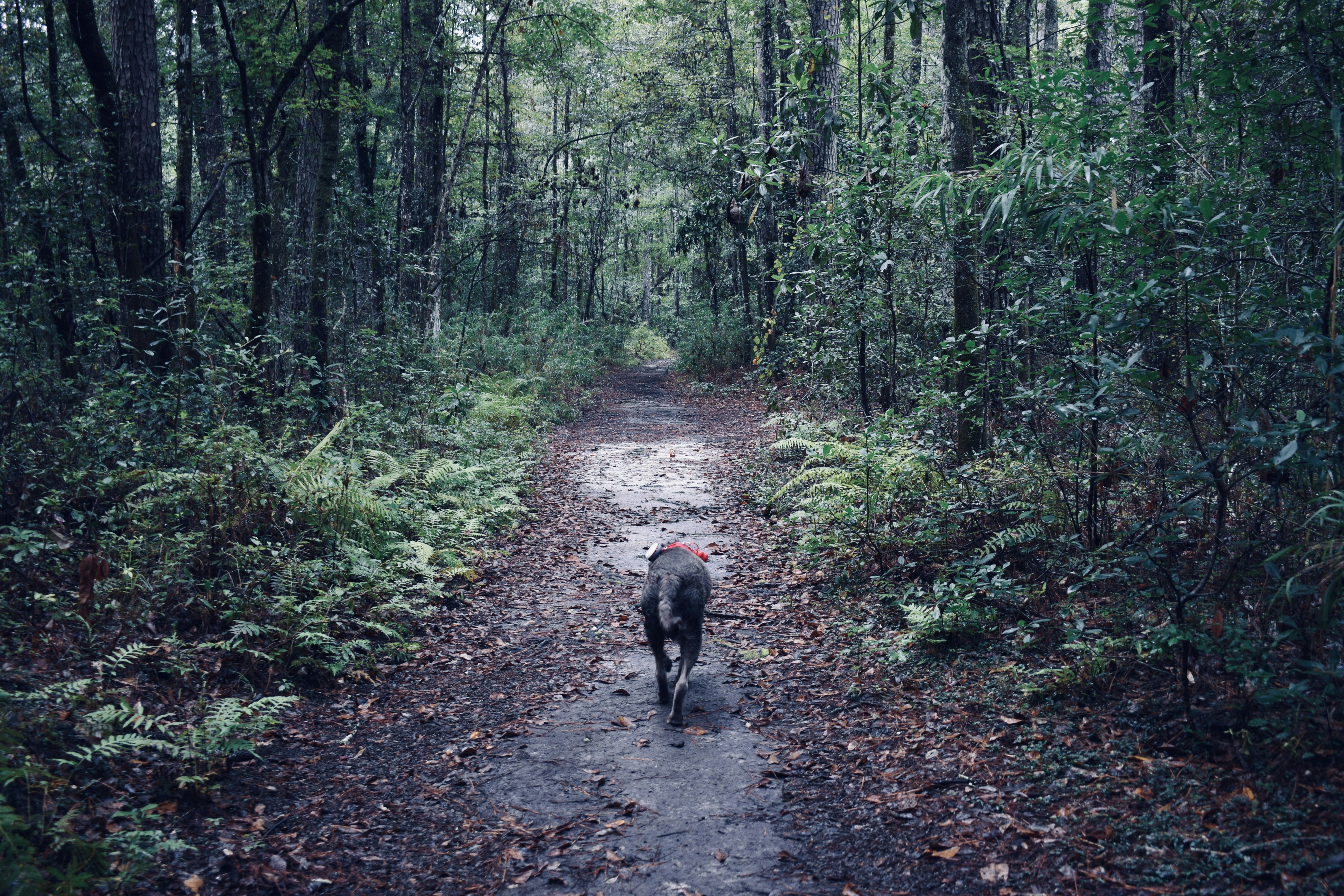 Hiking with dogs: tips and gear - A happy dog with its owner hiking through a beautiful forest trail