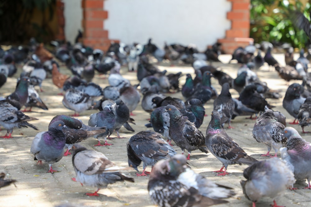 �昼間、灰色のコンクリートの床に黒と白の鳥の群れ