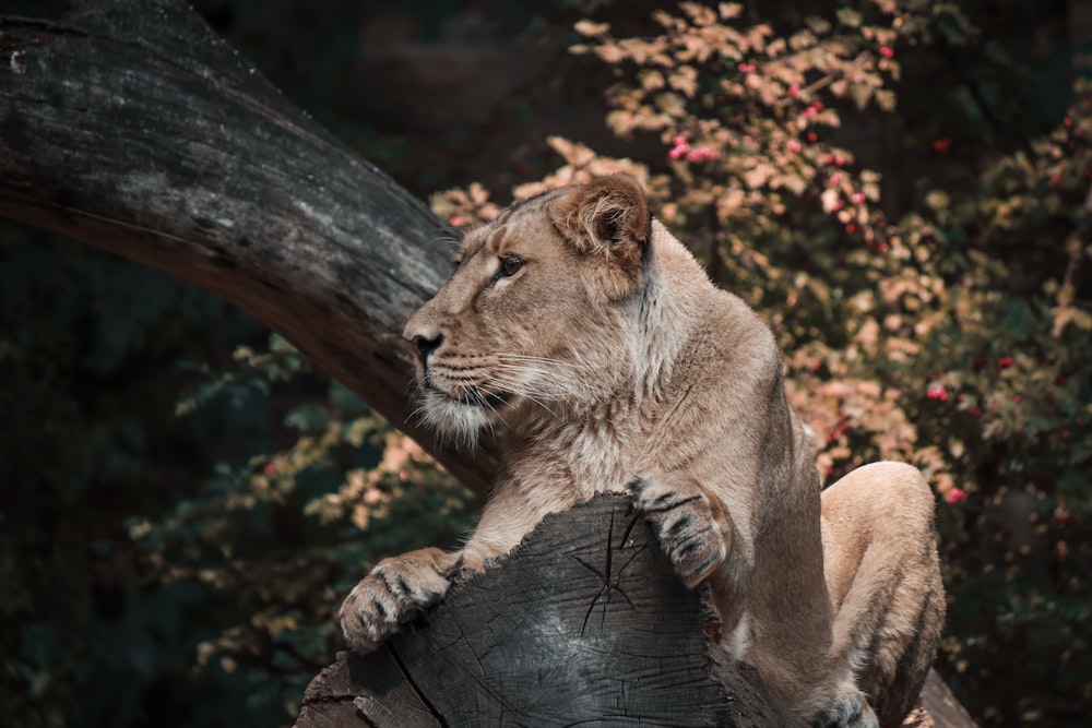 brown lioness lying on brown tree log during daytime