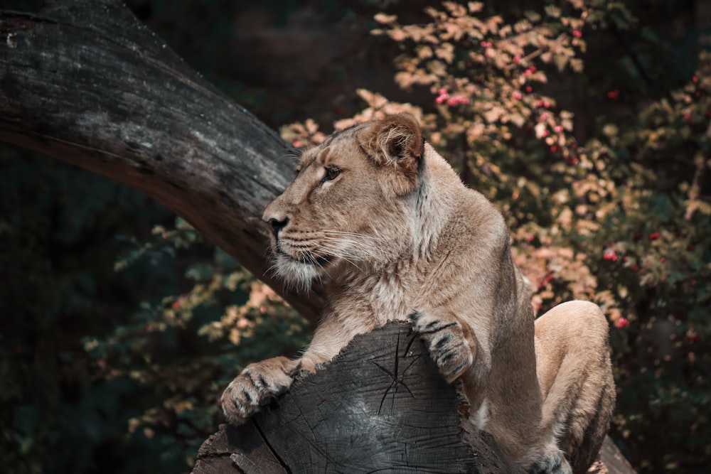 Lionne brune couchée sur un tronc d’arbre brun pendant la journée