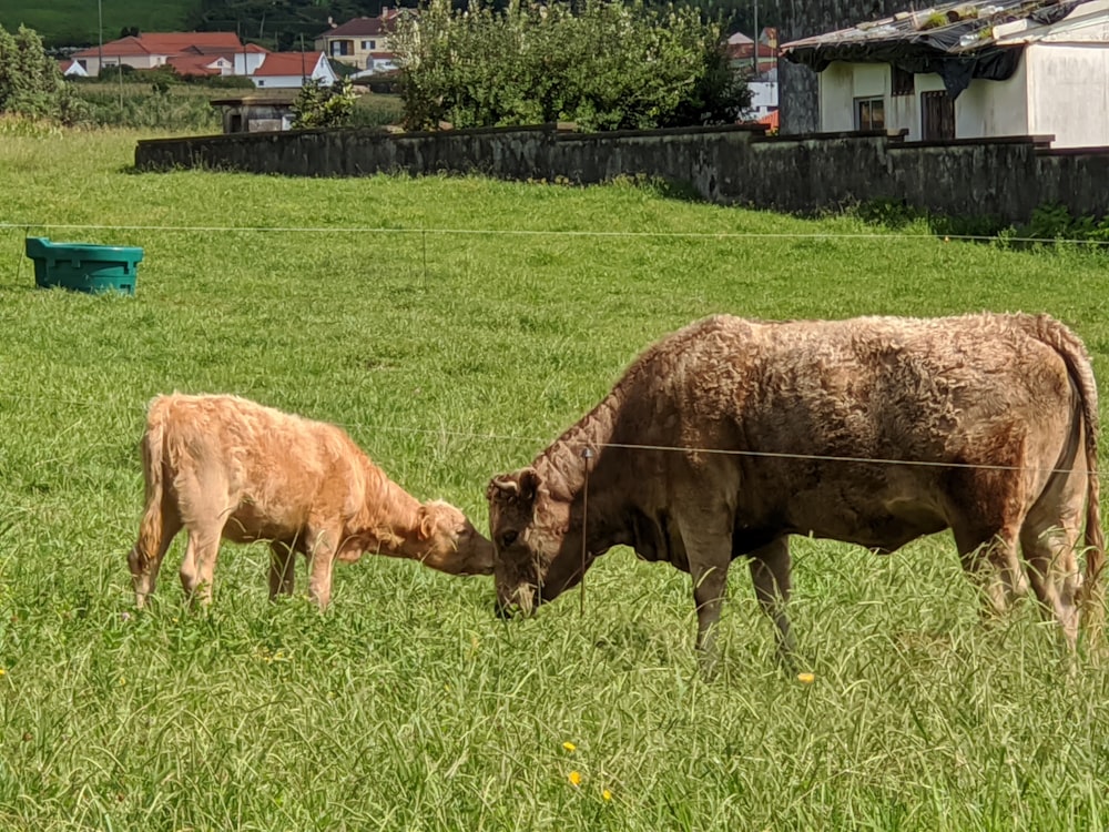 vaca marrom no campo verde da grama durante o dia