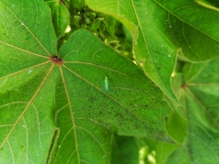 A green insect is perched on a large, vibrant green leaf with visible veins and a hint of red at the stem. The background consists of additional overlapping leaves with textures and small specks.